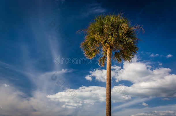 佛罗里达州清水海滩，天空中的棕榈树和云朵。