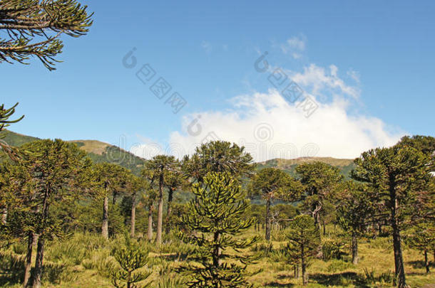 阿劳卡里亚森林，智利巴塔哥尼亚，智利。