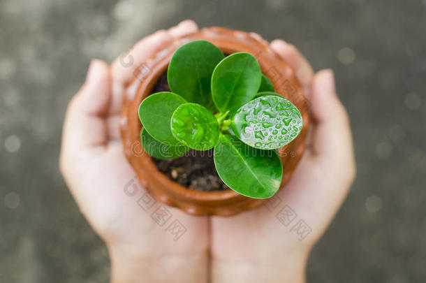 手牵手呵护一株幼嫩的绿色植物