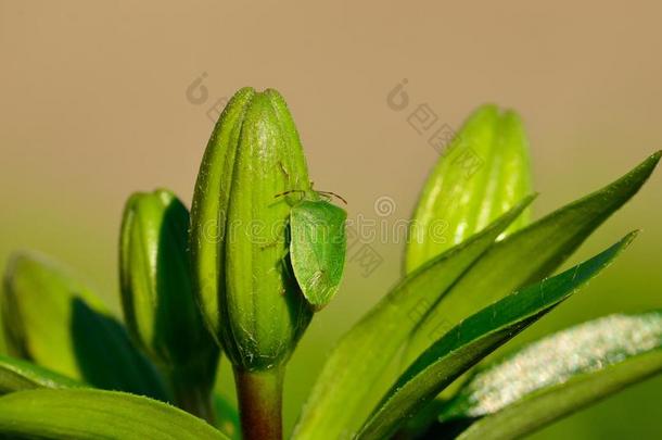 百合花芽上的绿甲虫