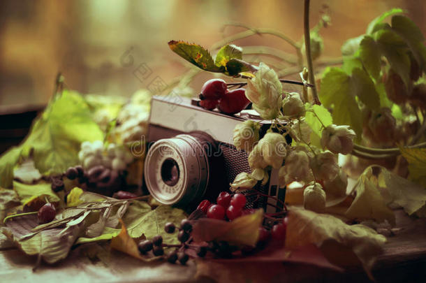 秋天树叶和浆果里的老相机
