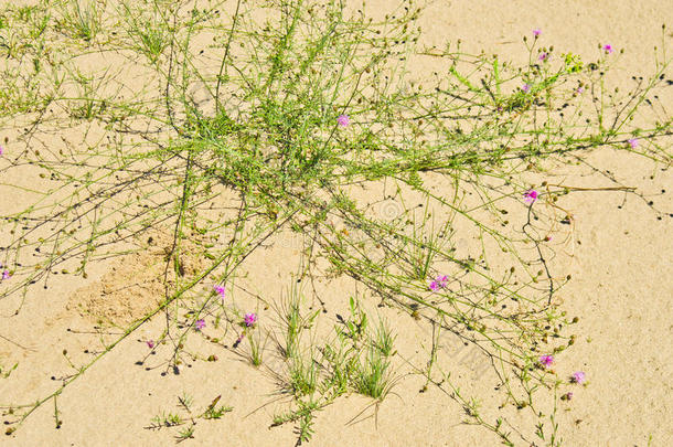 多瑙河附近沙地上开紫色小花的植物