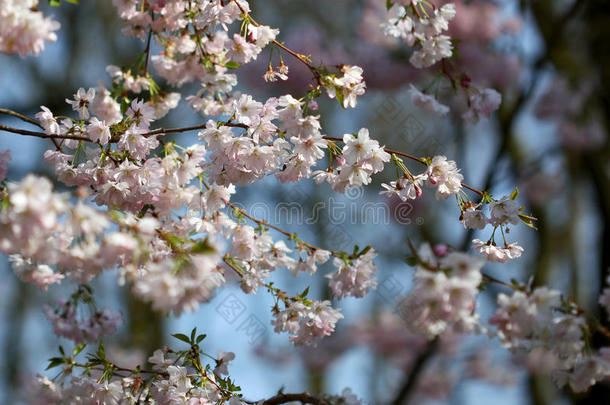 樱花在温暖的春光下绽放