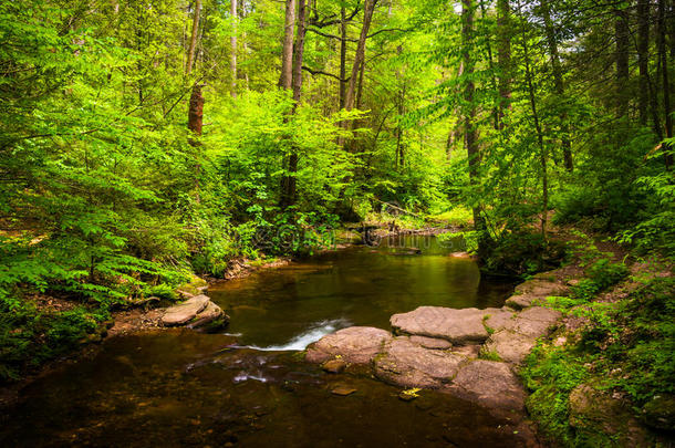 宾夕法尼亚州里克茨格伦州立公园茂密森林中的一条小溪。