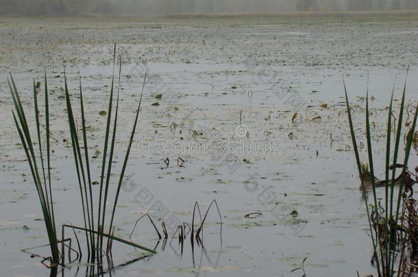 湿地、<strong>野生动物保护区</strong>