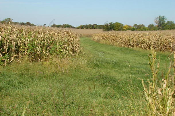 玉米地间的小路