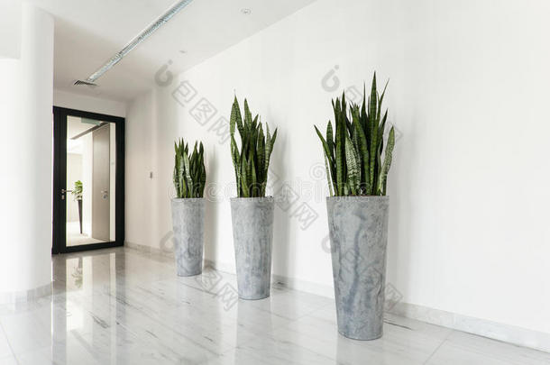 走廊上的美容植物