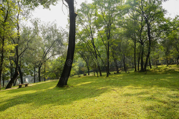 阳光明媚的山坡草坪