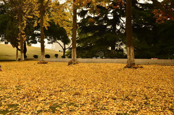 秋天，中国苏州大学校园的一角。