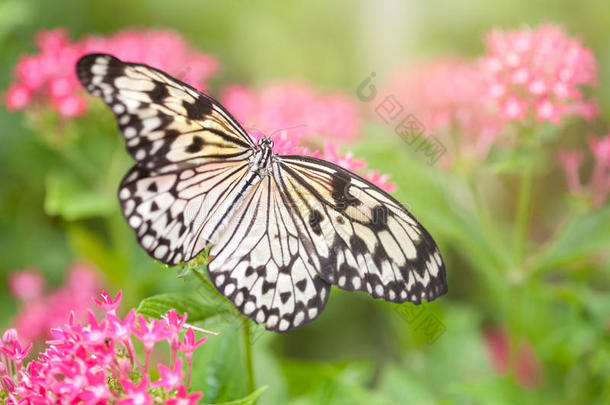 <strong>纸鸢</strong>蝴蝶（树若虫），从粉红色的花朵中采集花蜜