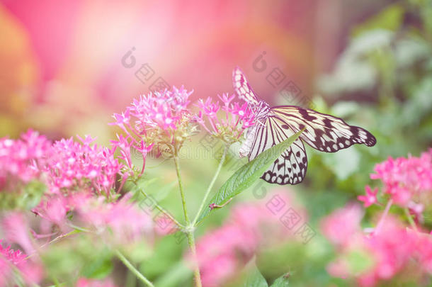 纸鸢蝴蝶（树若虫），从粉红色的花朵中采集花蜜