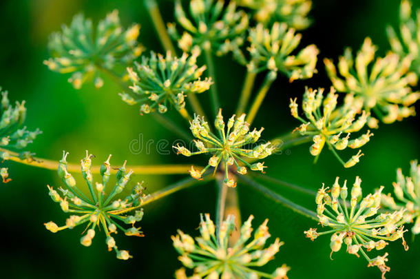 芽接牛芹