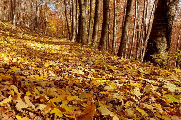 森林里风景中的秋色。 彩色的叶子。 秋天的背景