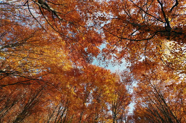 秋天的色彩在森林中的风景。彩叶蓝天。秋季背景