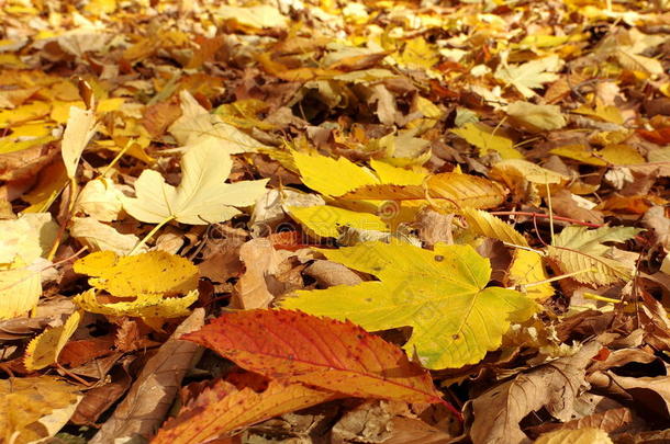 公园里的一道风景画上了秋天的色彩。彩色落叶拼贴。秋季背景