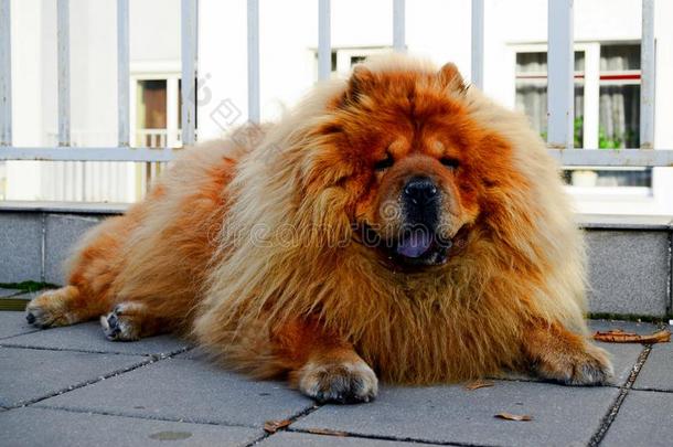 生活在欧洲城市的棕色周星狗