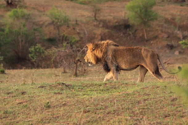 成年非洲野生野生野生狮子