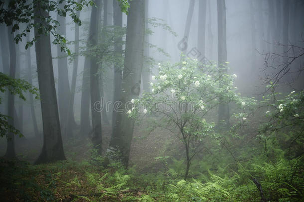 雾林中百花盛开的树