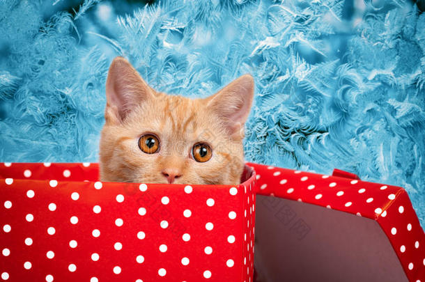 可爱的小猫从红色礼盒里看出来