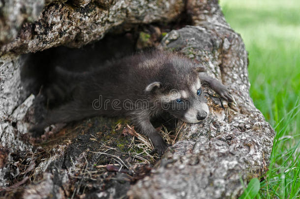 小浣熊（procyon lotor）伸开四肢躺在原木上