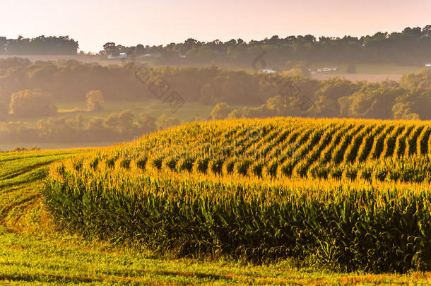 宾夕法尼亚州约克县农村的玉米地和远山景色