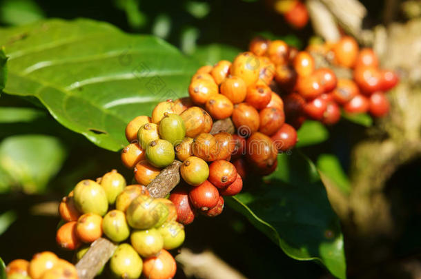 越南咖啡树，咖啡豆