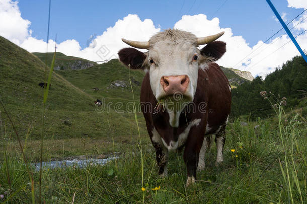 高山牛