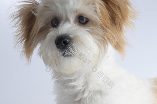 可爱的有表情的红耳朵的白色混血狗