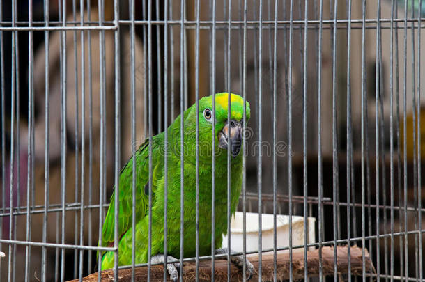 宠物市场上的大绿鹦鹉(Amazona