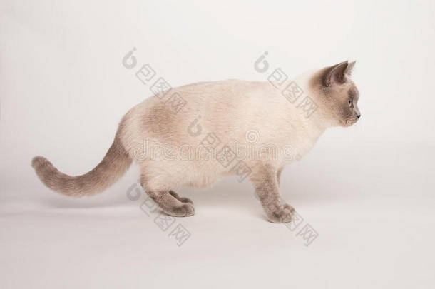 白底米色猫