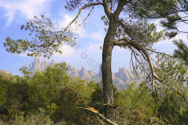 一棵<strong>折断</strong>树<strong>枝</strong>的树，蒙特塞拉特，加泰罗尼亚，西班牙。