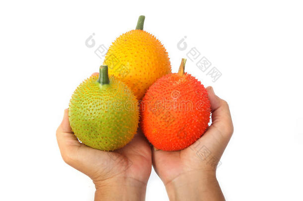 手拿gac水果，小菠萝蜜