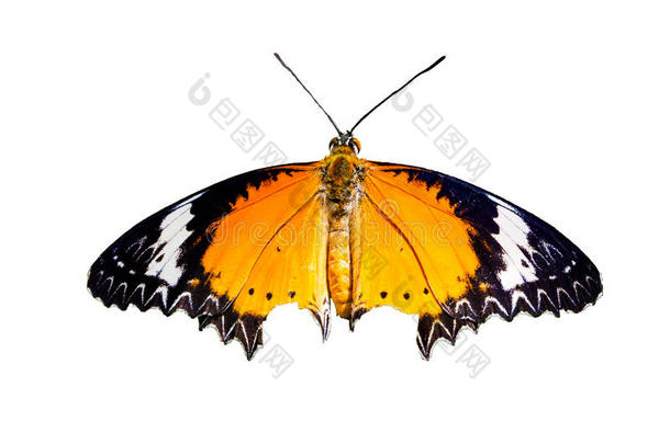 在俯视图中，一只张开翅膀的豹纹蝶的特写镜头。