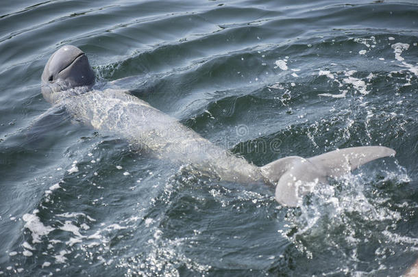 伊洛瓦底海豚。