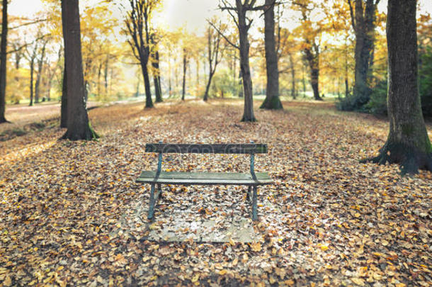 秋天公园的旧长椅