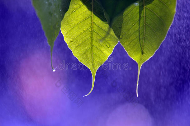 菩提在雨中离去