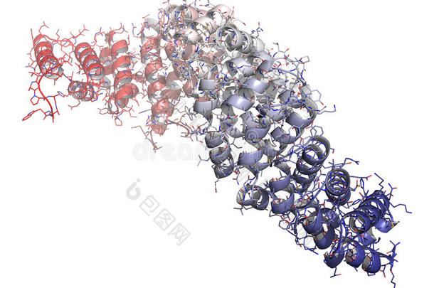 β-连环蛋白（犰狳和c-末端<strong>结构</strong>域）<strong>蛋白质</strong>。相应的ctnnb1基因是原癌基因。