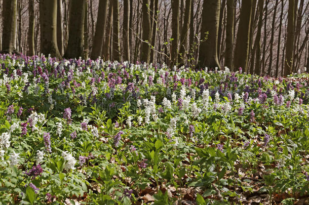 下萨克森州巴德伊堡，春天有紫堇花的森林