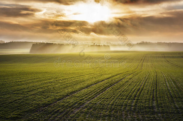 田园诗般的日出在雾蒙蒙的秋绿色田野上