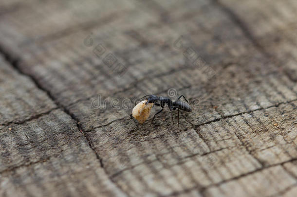 蚂蚁在木头上<strong>滚动</strong>食物