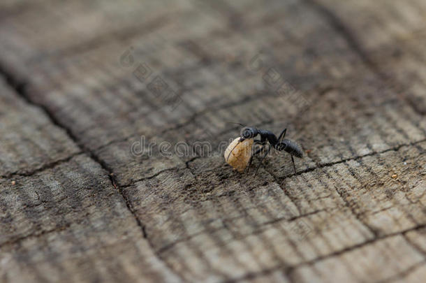 蚂蚁在木头上滚动食物
