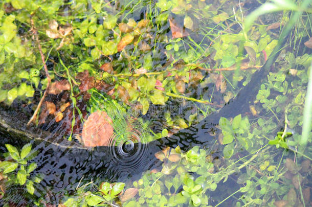 沼泽地的鳄鱼尾巴在水下