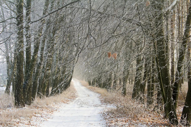 冬季景观：霜冻中的树木。