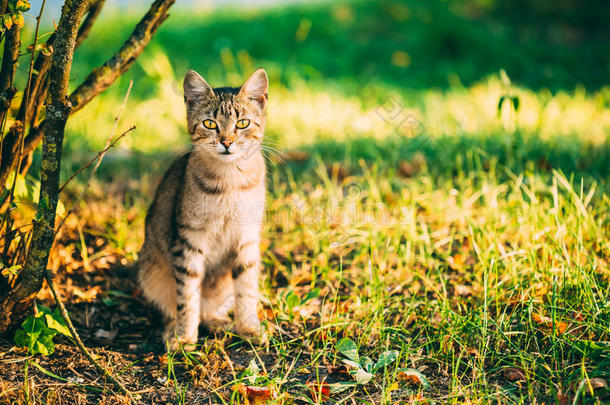 可爱的斑纹灰猫小猫小猫