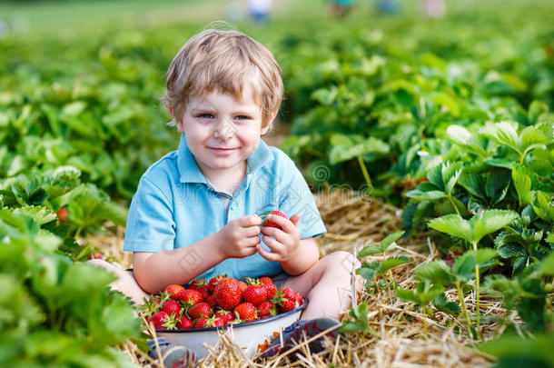 快乐的小男孩在<strong>摘草莓</strong>农场<strong>摘草莓</strong>在桶里