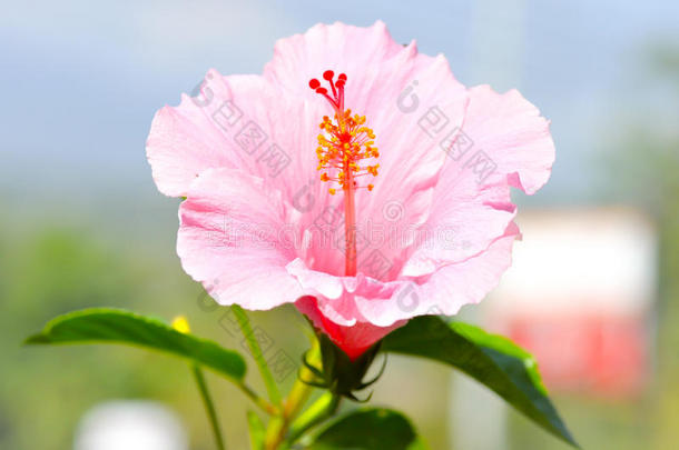 粉红色的芙蓉，花，粉红色的月季花，粉红色的鞋子