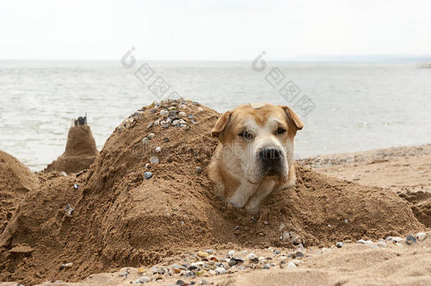 海边的狗，埋在沙子里，形状像乌龟和突出的头