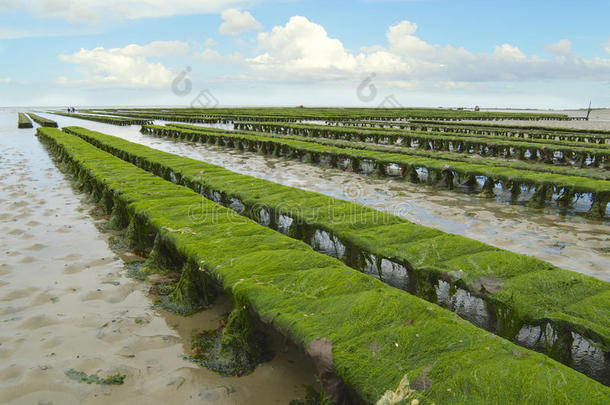 法国梅西格兰德坎普，低潮期牡蛎养殖场