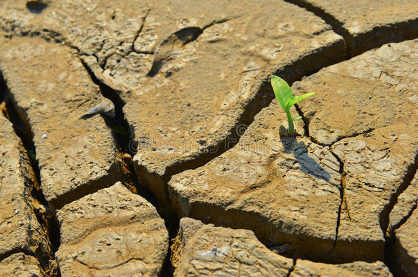 干裂土地绿芽，污染土地逆境治愈世界<strong>新</strong>希望生命保护环境