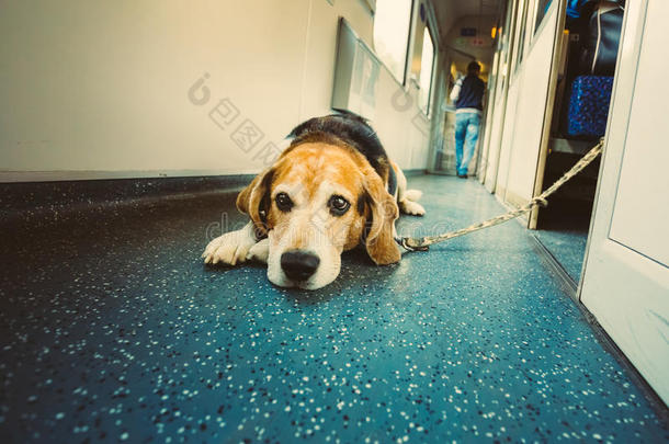 火车车厢里的狗
